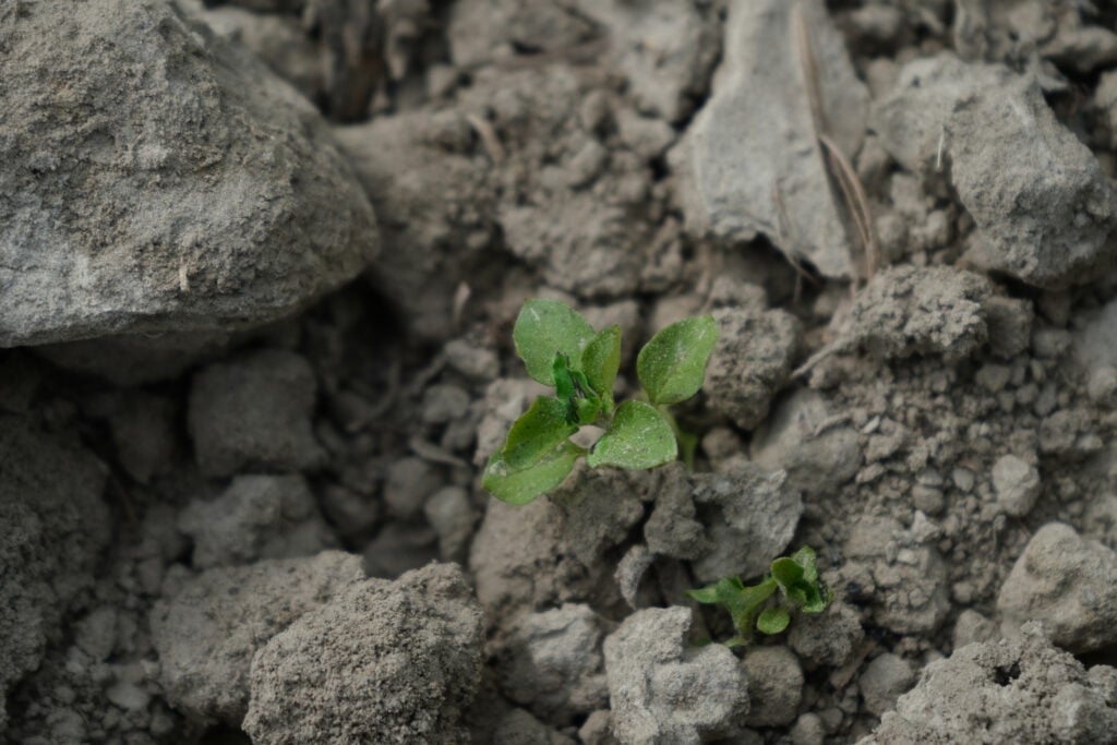 Het onkruid wordt op het blad geraakt door de lichtstraal van de robot. Op de plek waar het onkruid wordt geraakt, ontstaat soms een kleine brandplek door de hitte. Dit onkruidje is in het hart van de plant geraakt door de laser, zoals te zien is aan de kleine zwarte plek in het midden.