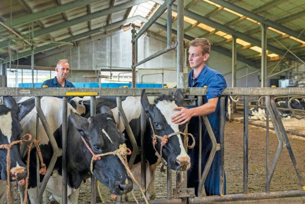 Stijn met zijn vader bij de koeien. Die doet de meeste dagelijkse werkzaamheden maar zo heel strak zijn de taken niet verdeeld. Als het zo uitkomt, kunnen ze elkaar onderling vervangen.