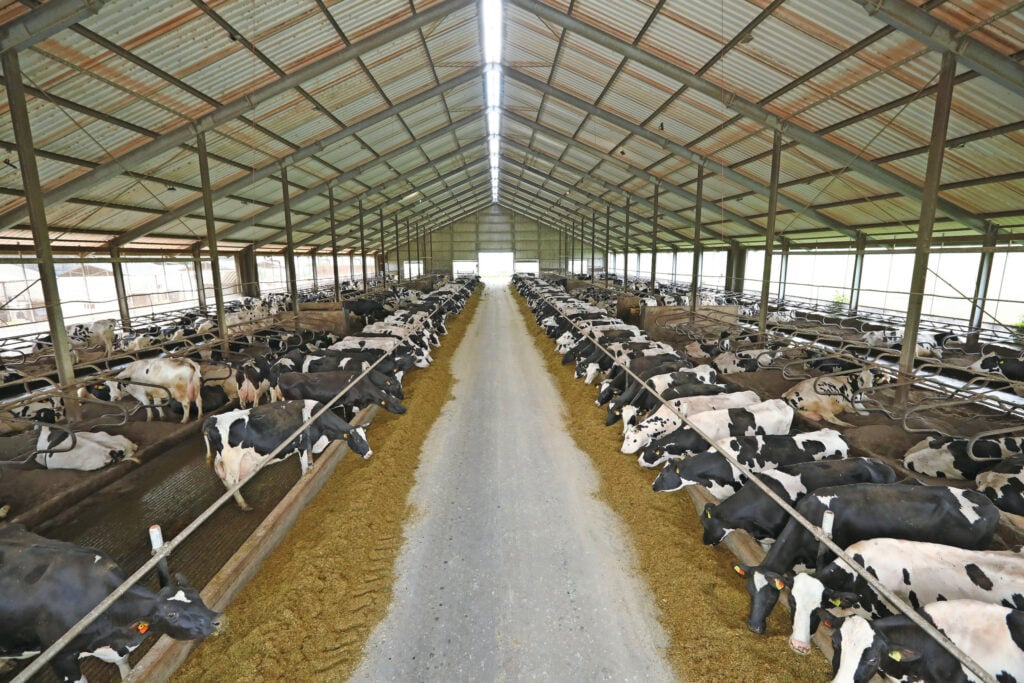 De stallen hebben allemaal een simpele opzet waarbij koecomfort voorop staat: veel volume, buizen als voerhek, dichte vloeren en diepstrooiselboxen.