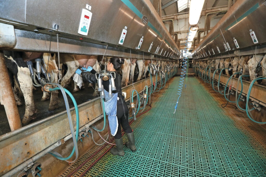 Het melken in de 2x20 rapid exit gaat in drie shifts die elk 5 tot 6 uur kosten. Per shift twee personen: een melker en een medewerker die de koeien haalt.