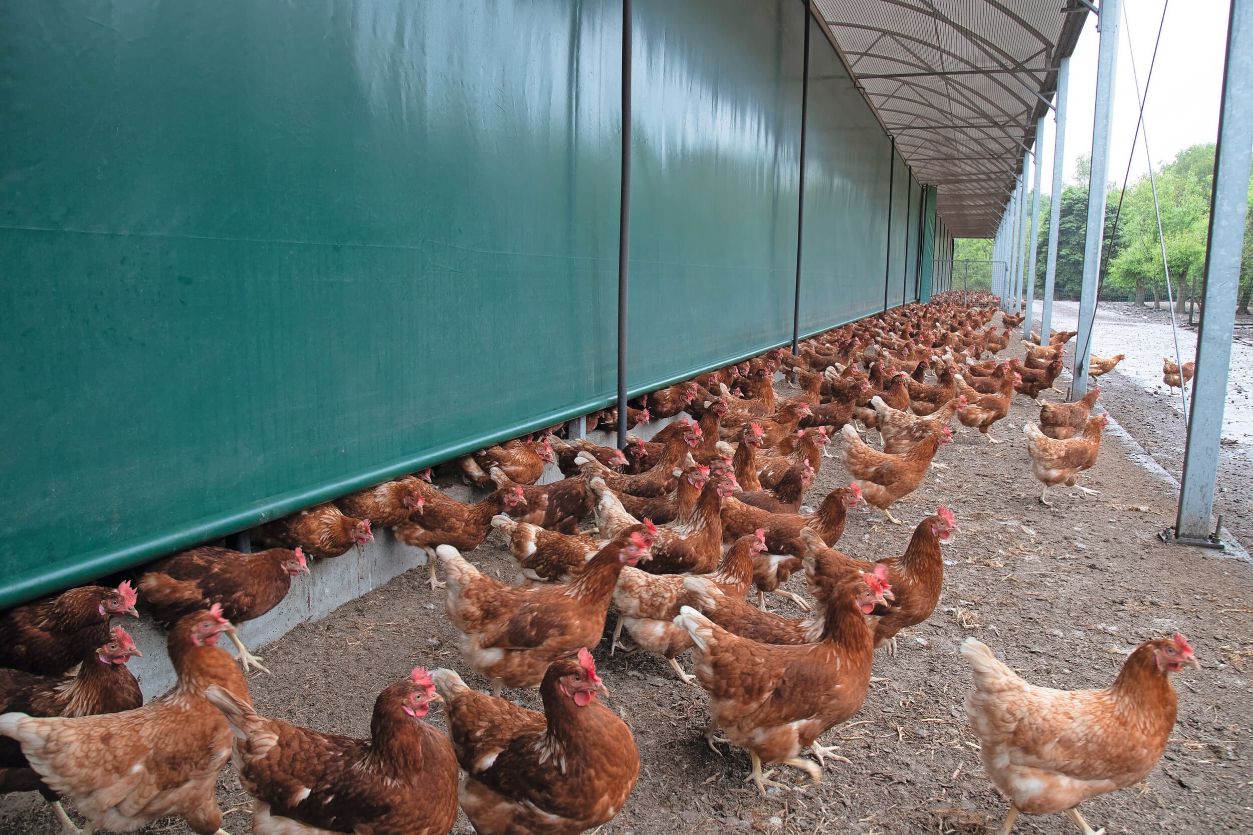 Ook in de Gelderse Vallei mogen de kippen weer naar buiten. Foto: Hans Banus