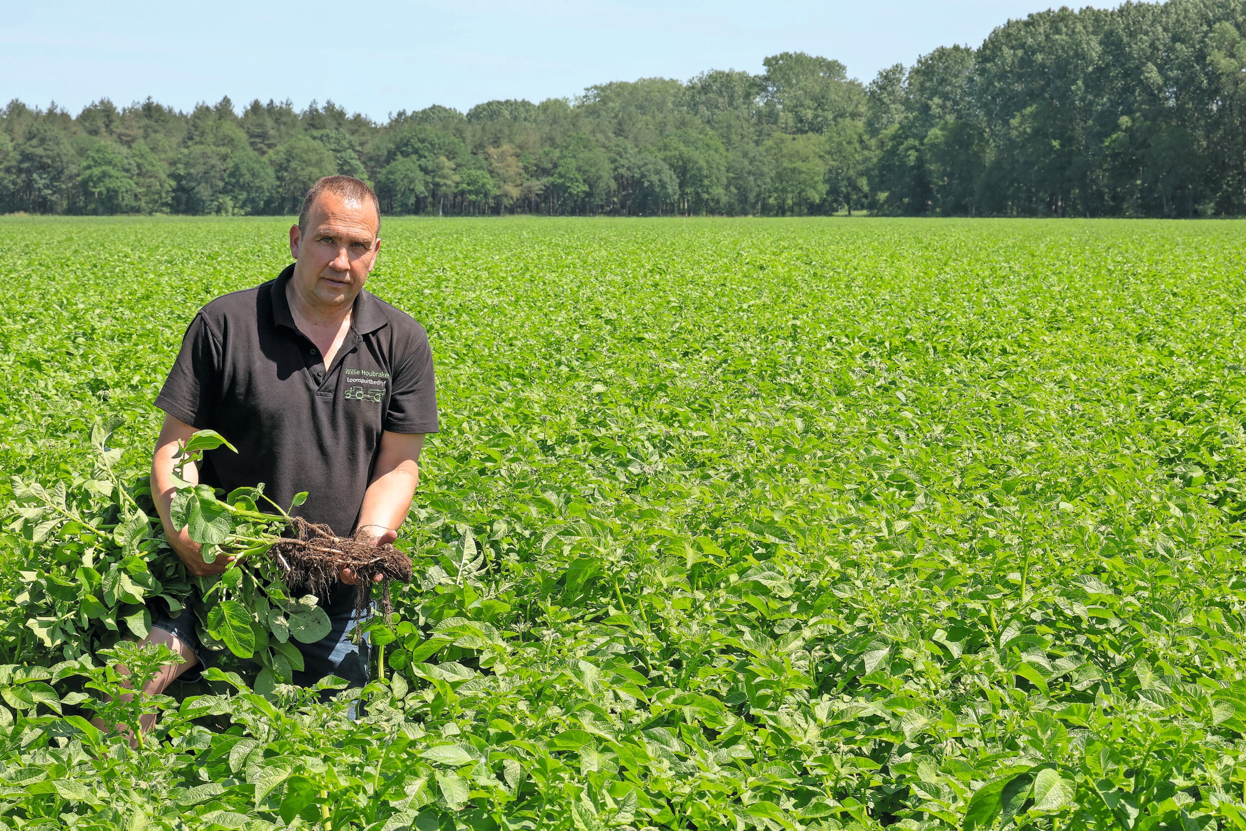 Akkerbouwer Willie Houbraken uit Bergeijk (N.-Br.) teelt het vroege fritesaardappelras Première en het middelvroege ras Francis. Bij het eerstgenoemde ras heeft hij 30 ton per hectare op contract, bij het tweede 40 ton. “Ik hoop dat we niet al te vaak moeten beregenen.” Foto's: Bert Jansen